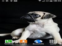 Pug Wallpaper