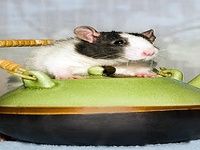 Rat Wallpaper Rat Wallpaper