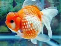 Poisson rouge Poisson rouge
