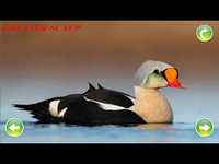 Duck Sounds Duck Sounds
