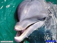 Dauphins Dauphins