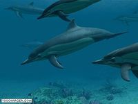Dolphins 3D Screensaver Dolphins 3D Screensaver