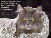 Cats and Quotes Screensaver Cats and Quotes Screensaver
