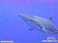 Requins Requins