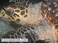 Tortues des Maldives Tortues des Maldives