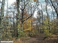 Forêt d'Automne Forêt d'Automne