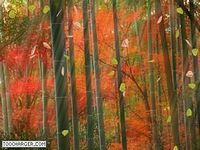 3d Animated Forest 2 3d Animated Forest 2