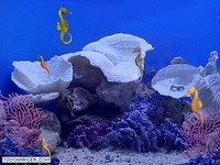3D Seahorses 3D Seahorses