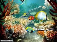 Tropical Fish 3D Screensaver Tropical Fish 3D Screensaver