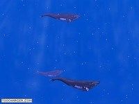 Migration des Baleines Migration des Baleines