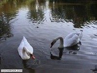Cygnes 3D Cygnes 3D