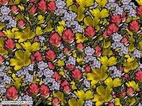 Fleurs Fleurs