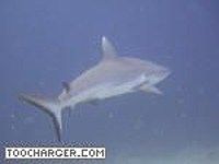 Requin-video Requin-video