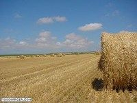 Moisson Moisson