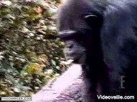 Monkey Monkey