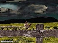 Oiseaux2 Oiseaux2