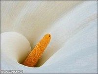 Ecran-de-veille.org Fleur