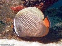 AquaThailande AquaThailande