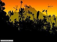 Colibri Screensaver Colibri Screensaver