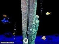 AnimatedFish AnimatedFish