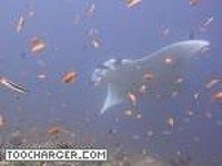 Raies Manta Raies Manta