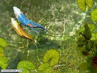 Koi Fish 3D Screensaver Koi Fish 3D Screensaver