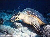 Fishweb Fishweb