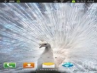 White Peacock Live Wallpaper White Peacock Live Wallpaper