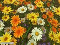 Wildflowers 3D Screensaver Wildflowers 3D Screensaver
