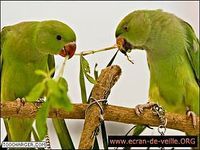 ecran-de-veille.org Oiseaux ecran-de-veille.org Oiseaux