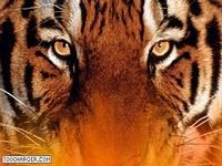 Hot Tiger Hot Tiger