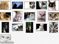 Cute Kitties Cute Kitties