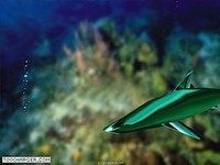 Requin3D Requin3D
