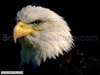 The Bald Eagle The Bald Eagle