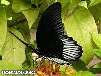 Le monde des papillons Le monde des papillons