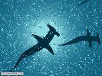 Océan Requins Marteau Océan Requins Marteau