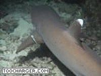 Requins Requins