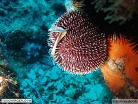 Ecran de Veille : Plongée Sous-Marine et Fleurs Ecran de Veille : Plongée Sous-Marine et Fleurs