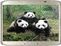 Panda Panda