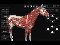 3D Horse Anatomy Software 3D Horse Anatomy Software