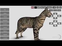 3D Cat Anatomy 3D Cat Anatomy