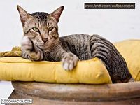 Fonds d'Ecran Chats 1024 Fonds d'Ecran Chats 1024