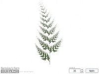 Barnsley Fern Barnsley Fern
