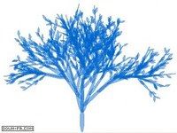 Windy Tree Windy Tree