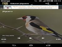 Chardonneret Eduquer Chardonneret Eduquer