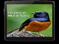 Perawatan Burung Murai Batu Perawatan Burung Murai Batu
