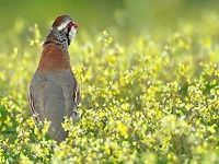 Canto Reclamo De Perdiz Canto Reclamo De Perdiz
