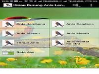 Kicau Burung Anis Lengkap Kicau Burung Anis Lengkap