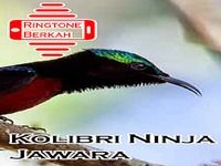 Master Kolibri Ninja Jawara Master Kolibri Ninja Jawara