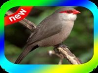 CANTO BICO DE LACRE CANTANDO MUITO CANTO BICO DE LACRE CANTANDO MUITO